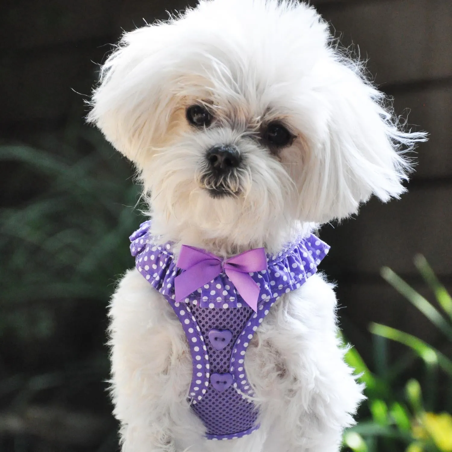 Doggie Design American River Choke Free Paisley Polka Dot Dog Harness, select