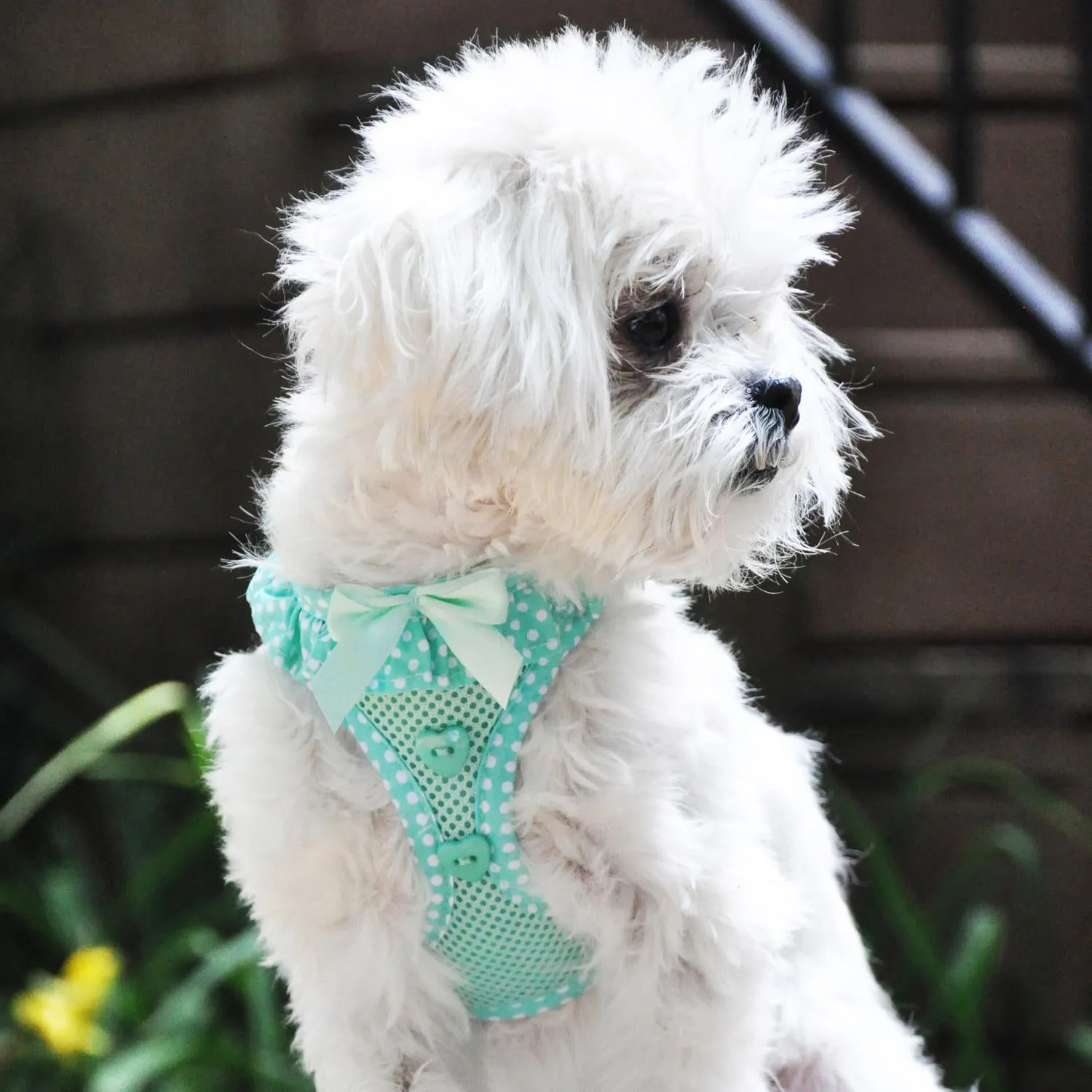 Doggie Design American River Choke Free Paisley Polka Dot Dog Harness, select