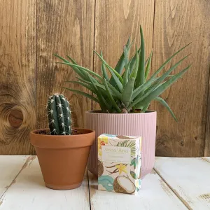 Maui Boxed Soap