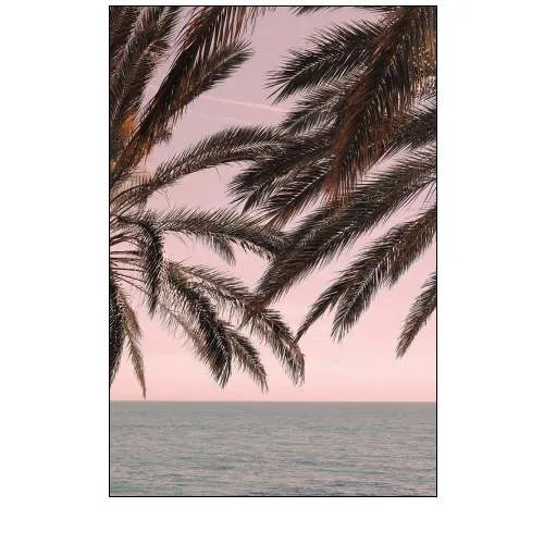 Palm 11