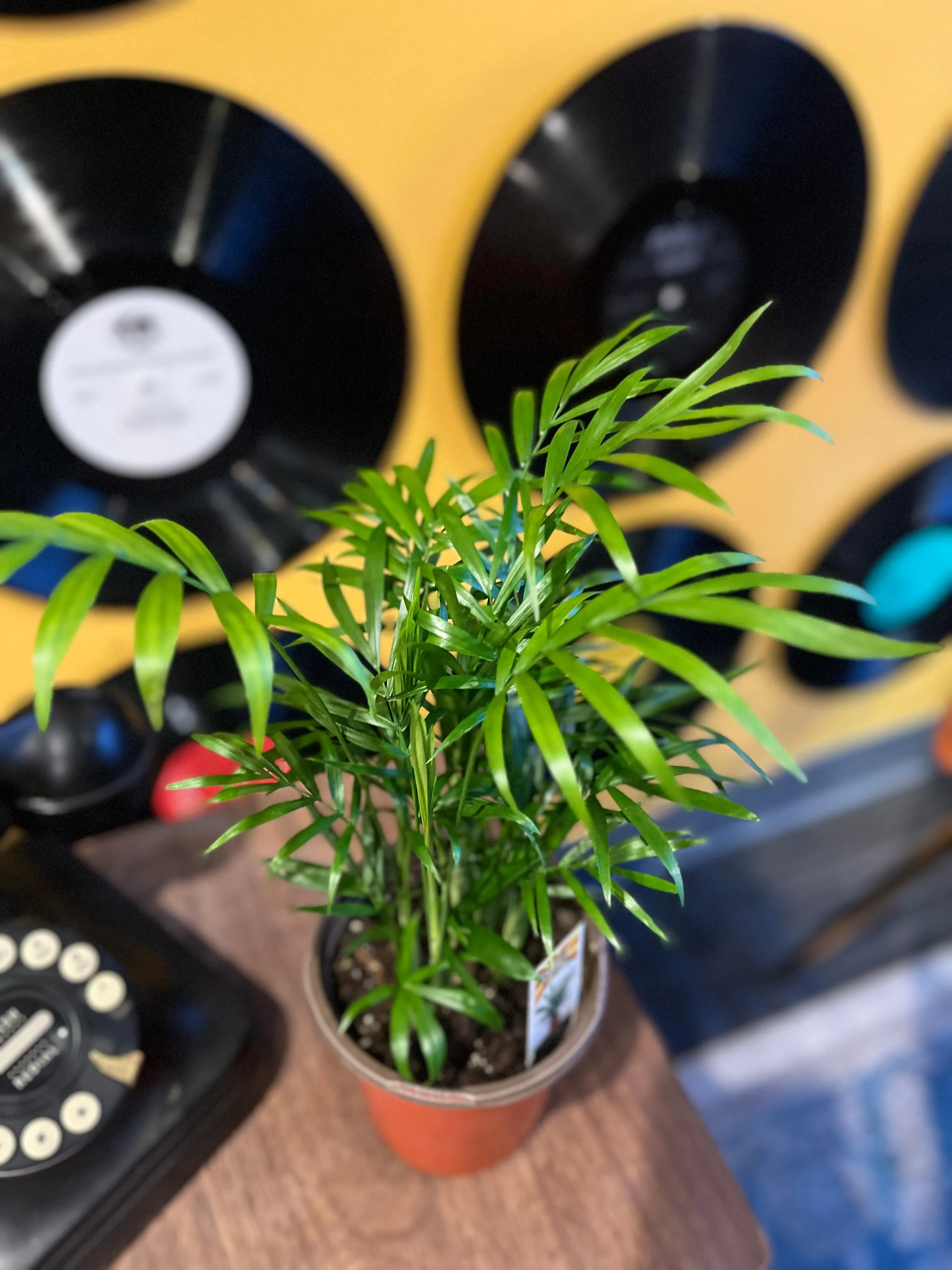PALM-NEANTHABELLA