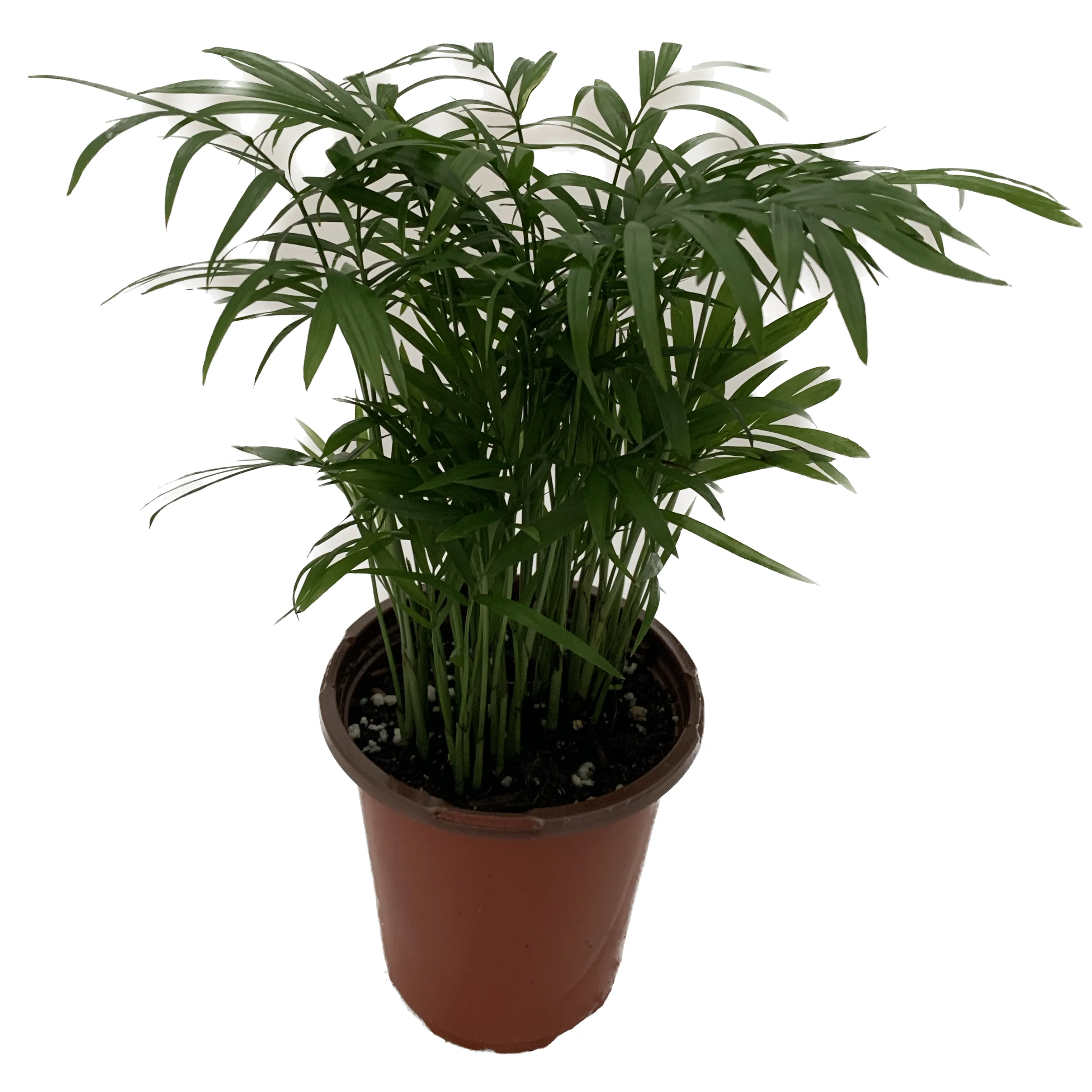 PALM-NEANTHABELLA