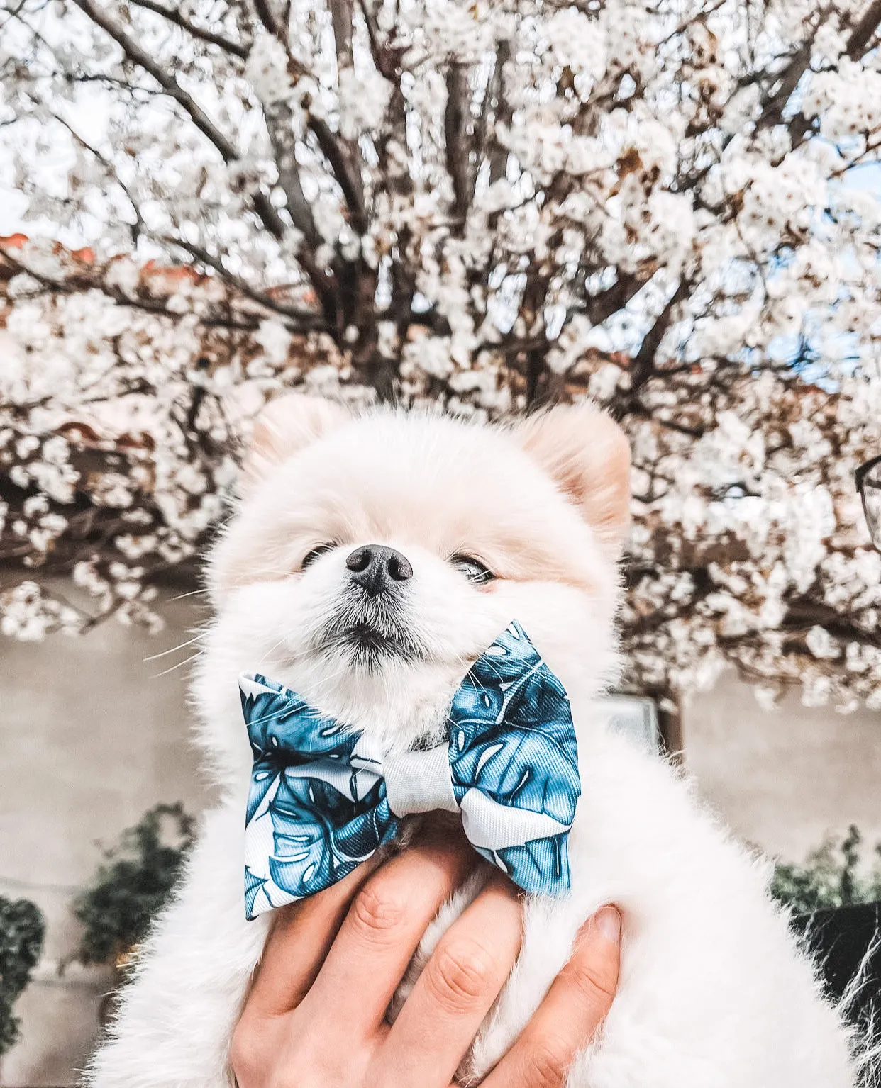 Palm Vibes Bow