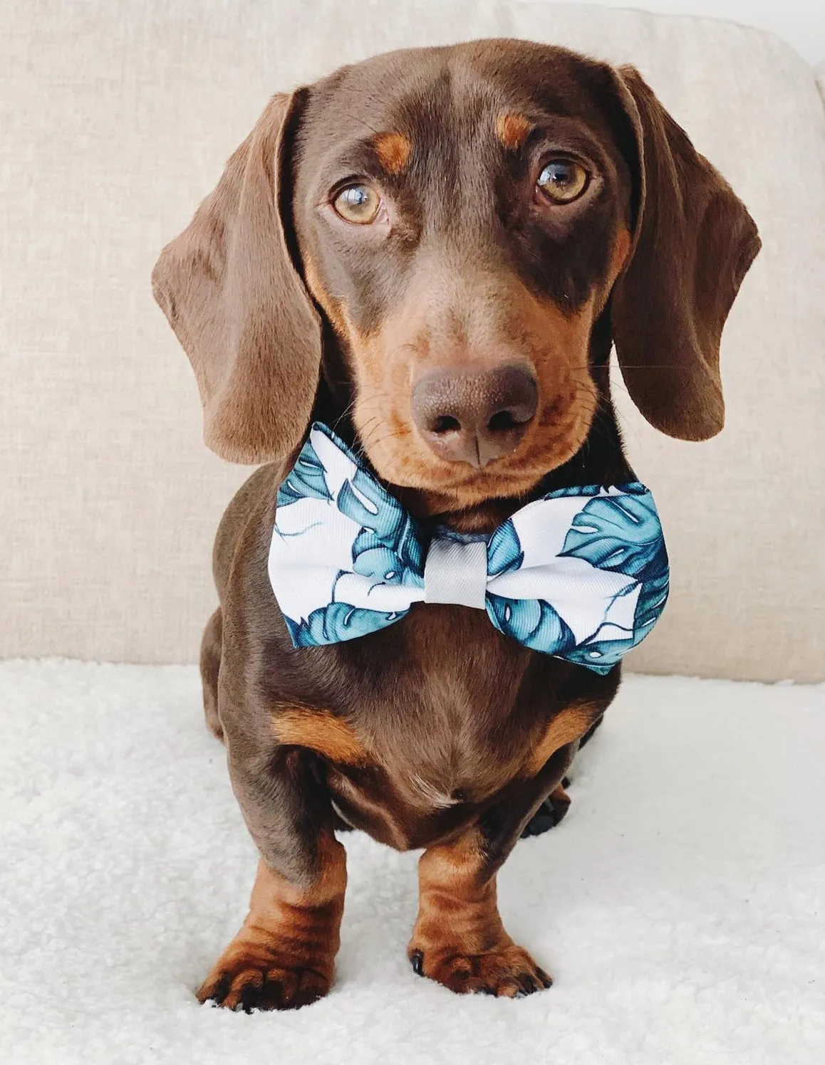 Palm Vibes Bow