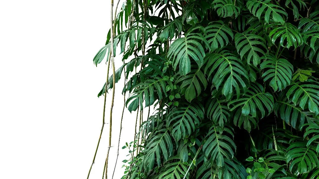 Tropical Jungle Leaves Wallpaper Mural